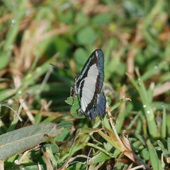 Psychonotis caelius