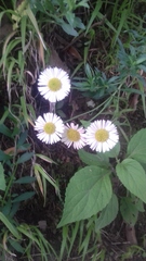 Erigeron pulchellus