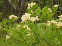 Weigela middendorffiana