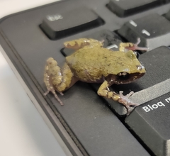 Eleutherodactylus pipilans