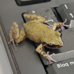 Eleutherodactylus pipilans