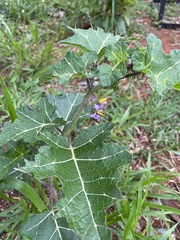 Solanum palinacanthum