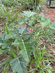 Solanum palinacanthum