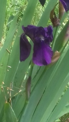 Iris aphylla