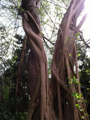 Ficus altissima