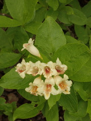 Weigela middendorffiana