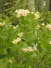 Weigela middendorffiana