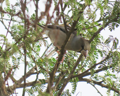 Coccothraustes coccothraustes coccothraustes