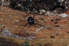 Nemastoma bimaculatum