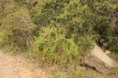 Asparagus volubilis