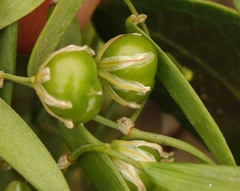 Asparagus volubilis