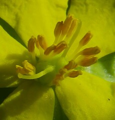 Hibbertia circumdans