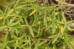 Asparagus volubilis