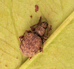 Otiorhynchus crataegi
