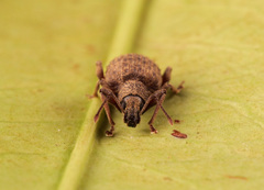 Otiorhynchus crataegi