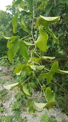 Dioscoreaceae