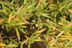 Asparagus volubilis