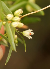 Asparagus volubilis