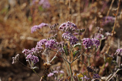 Homalocarpus dichotomus