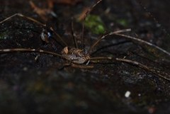 Leiobunum blackwalli