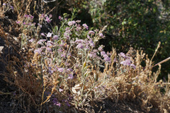 Homalocarpus dichotomus