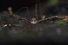 Leiobunum blackwalli