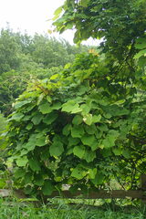 Vitis coignetiae