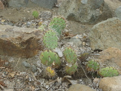 Opuntia semispinosa