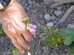 Erythranthe erubescens