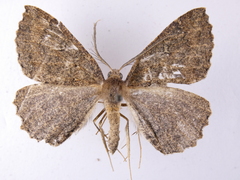 Cleora scriptaria