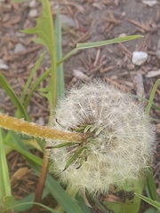Taraxacum erythrospermum