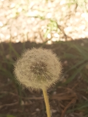 Taraxacum erythrospermum