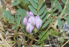 Astragalus agrestis