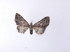 Pasiphilodes testulata