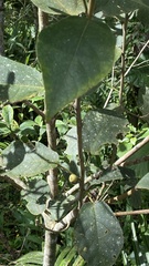 Ficus erecta
