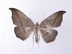Sarisa muriferata