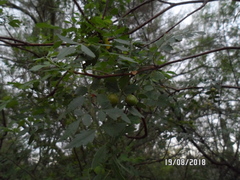 Bursera laxiflora