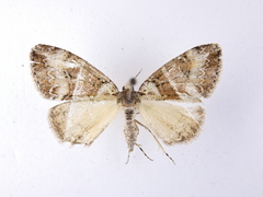 Pseudocoremia suavis