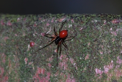 Ostearius melanopygius