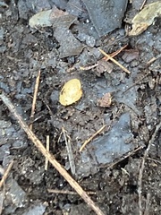 Sphaerium occidentale