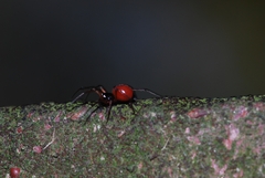 Ostearius melanopygius