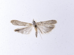 Eudonia leptalaea