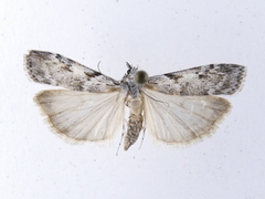 Scoparia halopis
