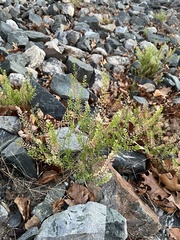 Lepidium ruderale