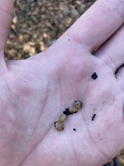 Sphaerium occidentale