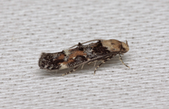 Mompha lacteella