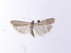 Eudonia leptalaea