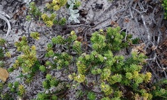 Phylica ericoides