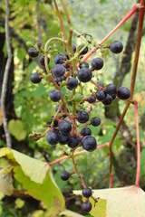 Vitis coignetiae