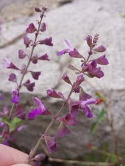 Salvia pinguifolia